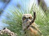 Joseph Andalina and Tricia Rangel, both of Naperville, earned nods in the 2022 Chicago Zoological Society Photography Contest. 