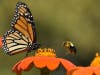 Tricia Rangel and Joseph Andalina, both of Naperville, earned nods in the 2022 Chicago Zoological Society Photography Contest. 