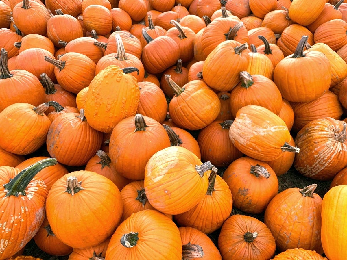Pumpkin season is almost here. Find out where to get the pick of the patch near  Naperville.