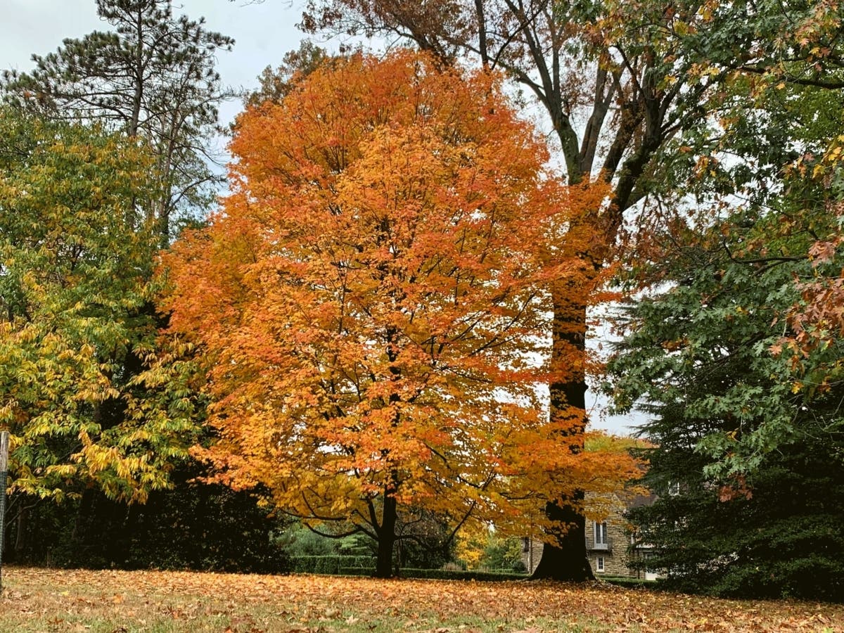 This fall and winter, the Naperville Park District will remove invasive shrubs and trees to help restore the natural area. 