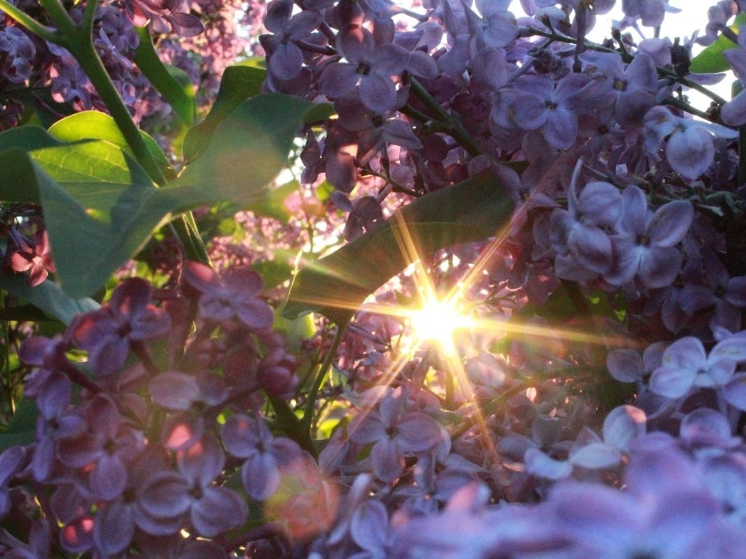 A small cluster of the thousands of lilacs readers can see during Lilac Time at Lilacia Park in Lombard. 