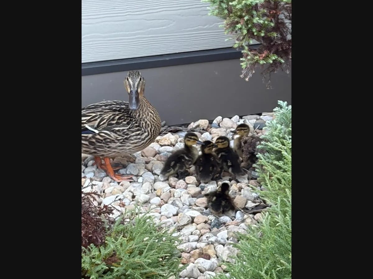 This week, we celebrate good news from across Illinois with stories of adorable ducklings, a special wish come true and more.