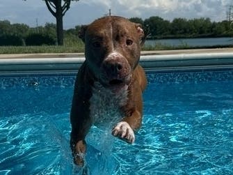 National Dog Day falls on August 26. This is just one of the adorable pups who are leaping into our laps and hearts in this roundup of Illinois pooches.