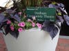 One of the Dedham Civic Pride "Blooms" Flower Pots. Dedham Civic Pride is a co-sponsor of the Family Fun Festival.