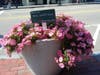 Mac and PC Guys are the newest sponsors in Civic Pride's Blooms Program.