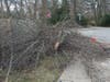 The tree that once stood in the center of the Foley, Palenscar Schortmann Insurance Sponsor-A-Spot now lies on the side of road after being cut down by a car.
