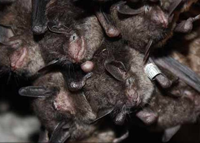 See The Most Endangered Animals In New York | New York City, NY Patch