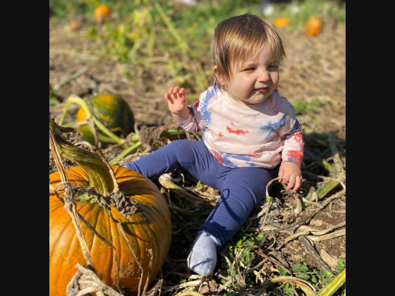 Pumpkin patches are within easy reach of NYC.