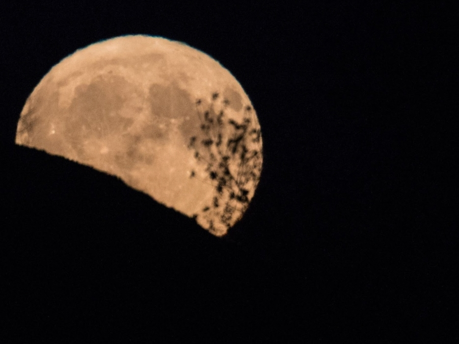The hunter's moon will be bright in NYC Wednesday night.
