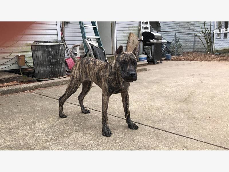 Puppys Owner Wants Atf Agent Who Killed Dog To Lose Job