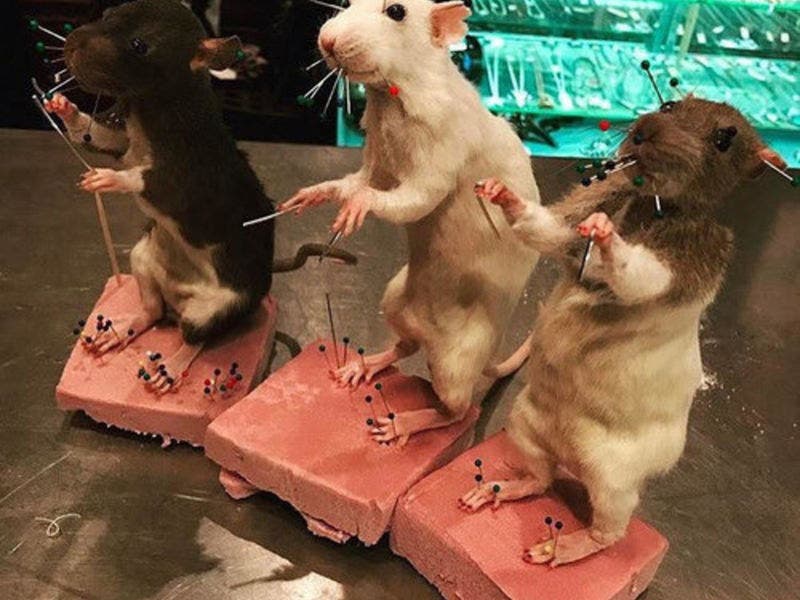 How To Stuff Dead Rats Among Subjects Taught At New East Williamsburg 