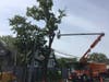 Parks officials tore down a stories-tall American Basswood on Foster Avenue Wednesday.