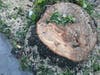 Parks officials tore down a stories-tall American Basswood on Foster Avenue Wednesday.