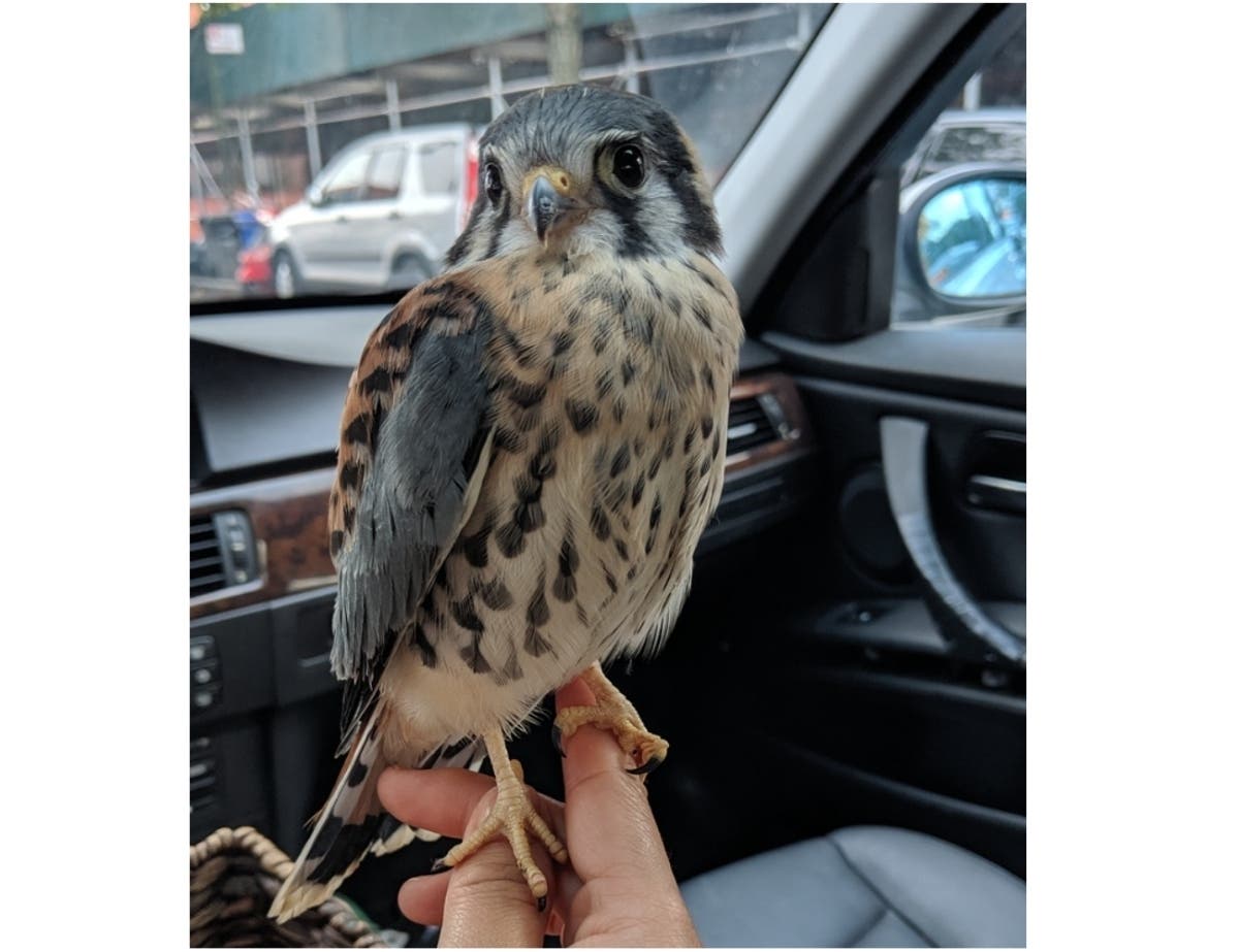 Layla Chen rescued a baby falcon she found huddled outside her Bed-Stuy cafe Thursday morning. 