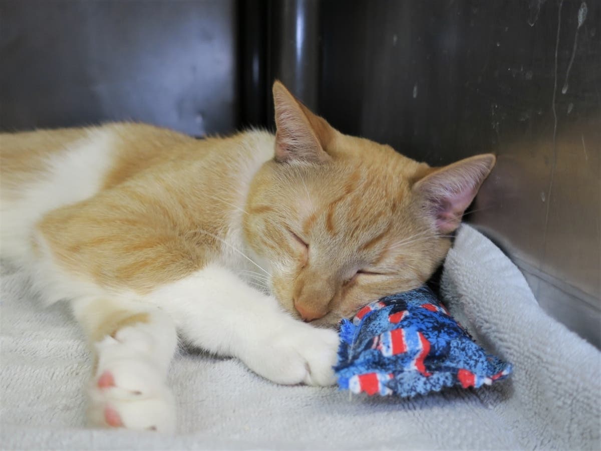 Grape sleeps with his favorite Fourth of July toy. 