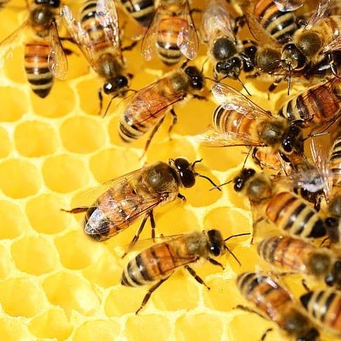 Bee-ing Mindful of the Honeybee