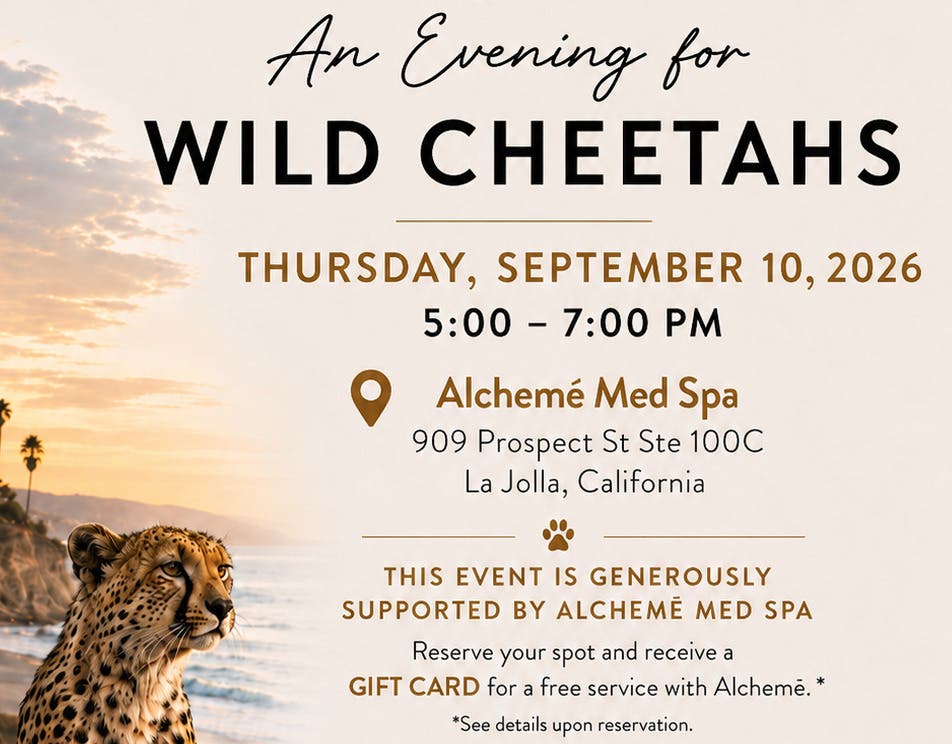 An Evening for Wild Cheetahs!