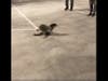 A Marine Mammal Center crew picked up the young seal in Redwood City and brought him back to the Sausalito facility, where he will be treated and monitored, with the goal being to release him back into the ocean.