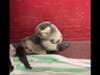 A Marine Mammal Center crew picked up the young seal in Redwood City and brought him back to the Sausalito facility, where he will be treated and monitored, with the goal being to release him back into the ocean.