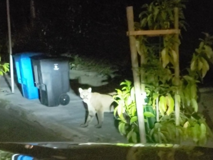 The young male mountain lion had a tracker, enabling authorities to confirm it was the same animal they had released in San Mateo County just two weeks ago.