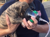 Pet oxygen mask in use