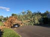 Tree Falls on Car