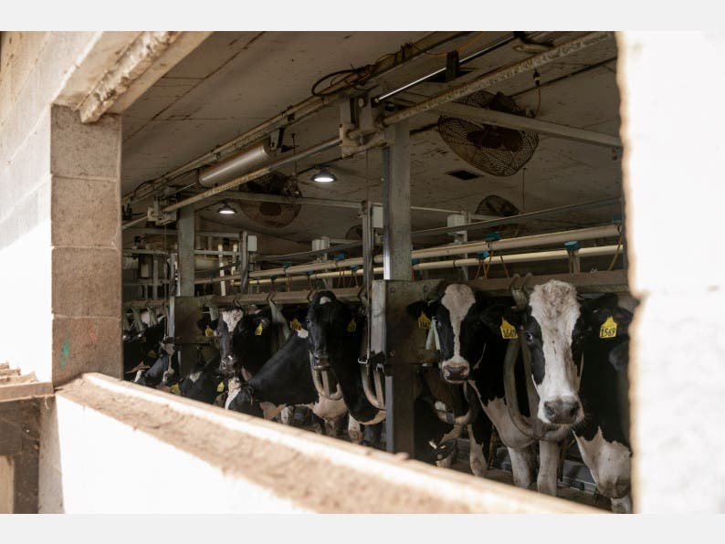 Dairy producers are facing a milk surplus as the result of coronavirus-related disruptions to the food supply chain.