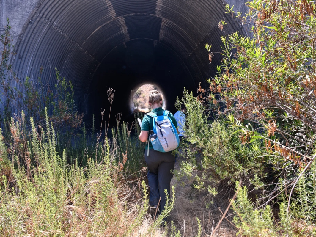Michelle Mariscal, an ecologist for the Puente Hills Habitat Preservation Authority, walks into the Harbor Boulevard Wildlife Underpass in La Habra Heights, on June 30, 2021. 