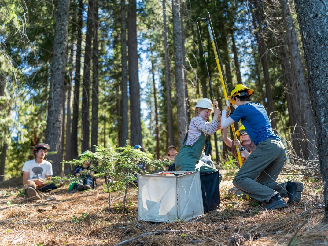 Cone Camp participants prepare to launch a weighted line into a sugar pine tree in Pollock Pines on July 15, 2026. 