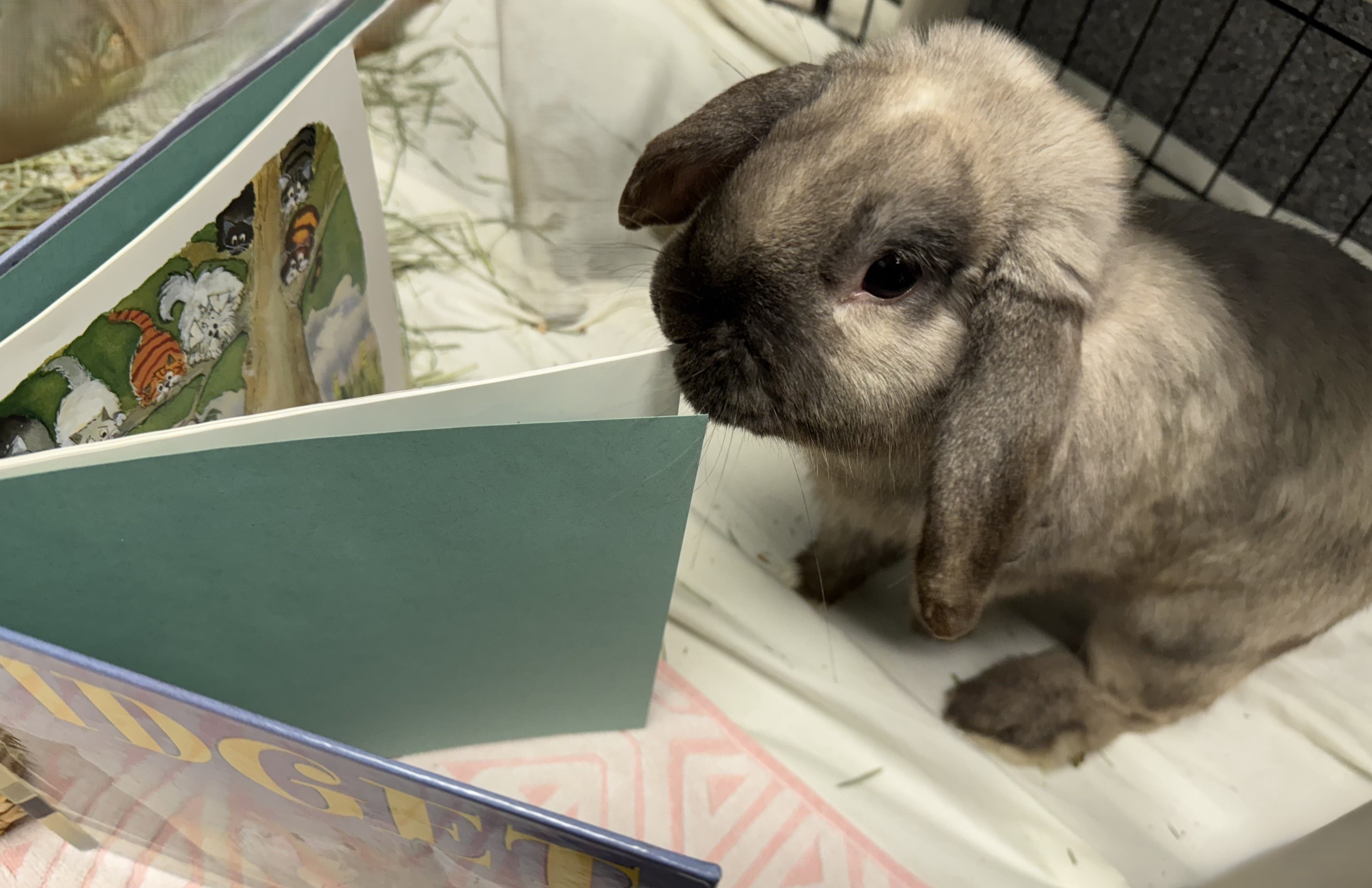 Apr 6 | Book Buddies reading program | Morristown, NJ Patch