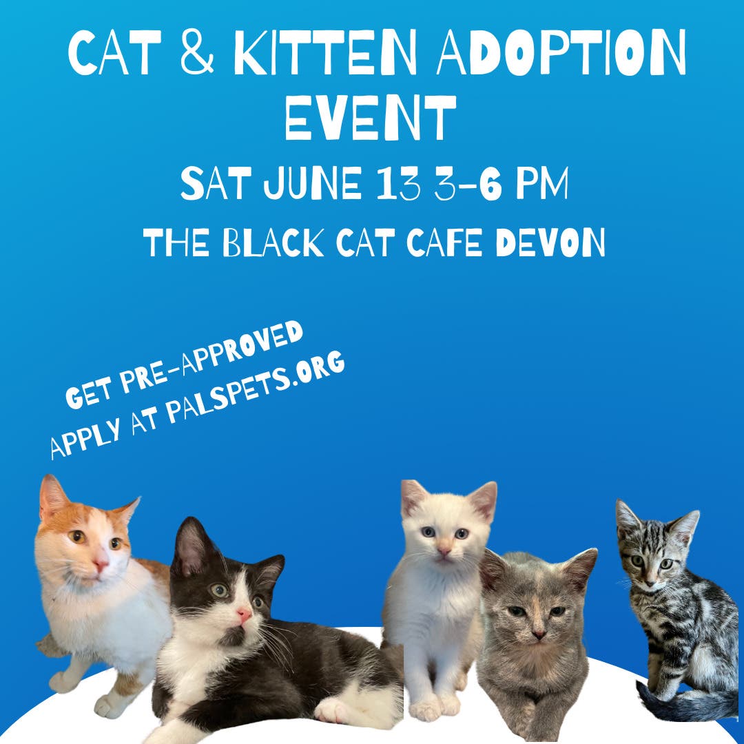 Cat & Kitten Adoption Event