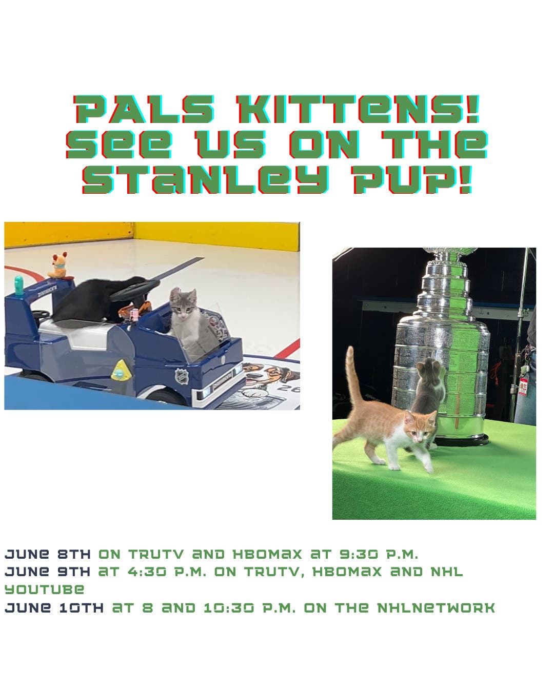 PALS Kittens on the Stanley Pup
