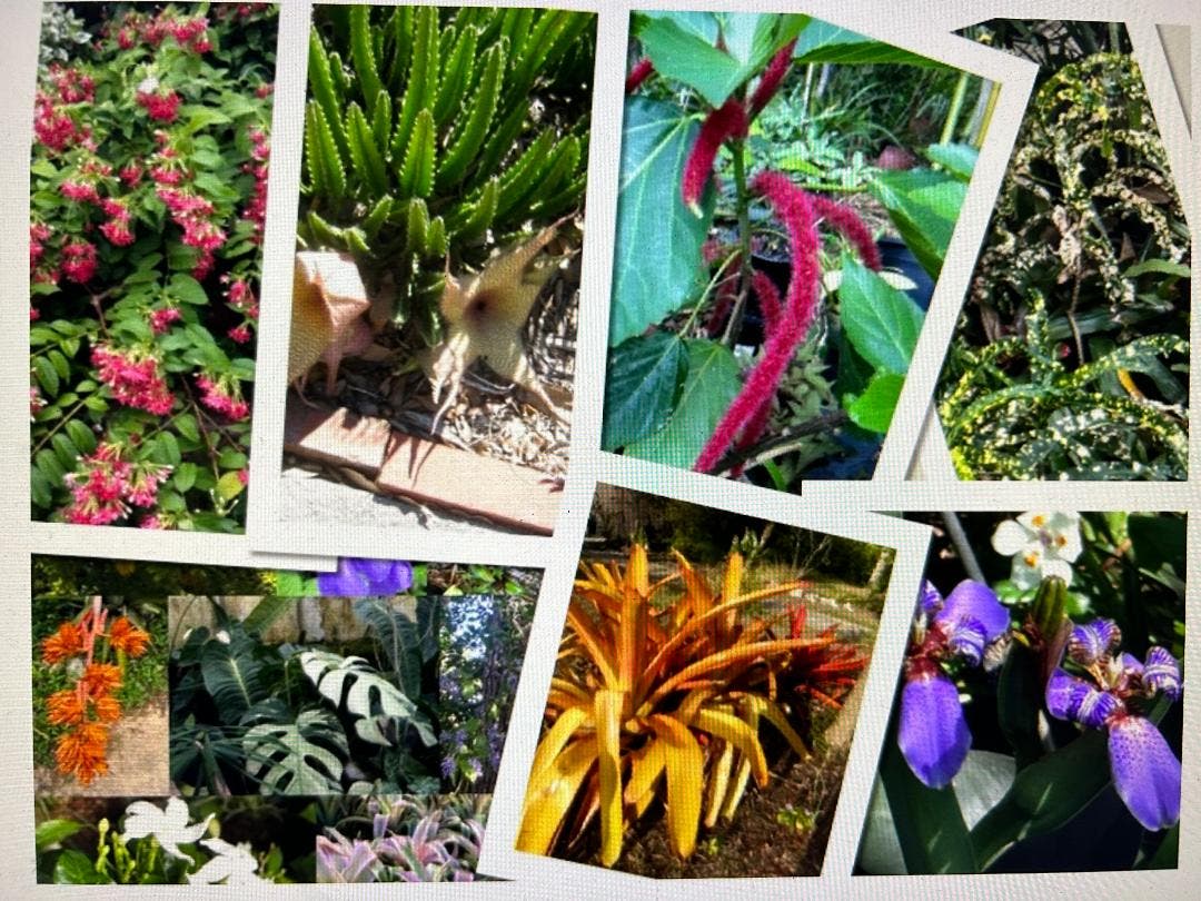 The Rare Plant Network & Garden Club of St. Pete  Rain or Shine Plant Sale Saturday 9/12/26,  9-1pm 