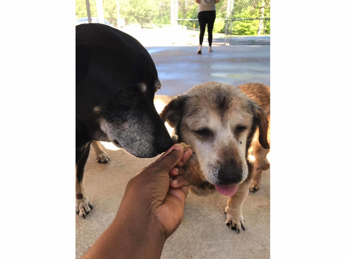 Bonded Pair Of Seniors At "Douglas County Animal Shelter