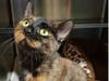 Praline