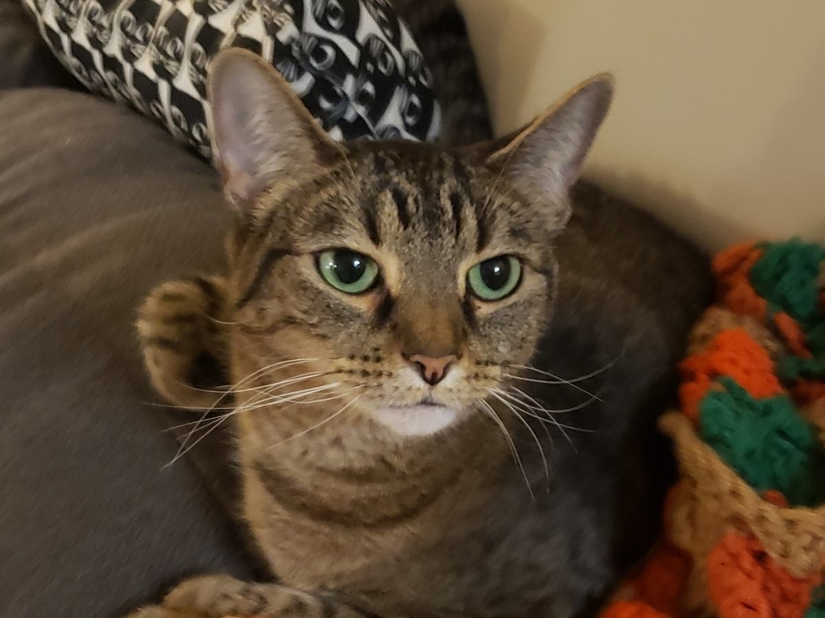 Lulu