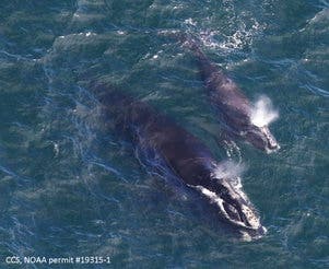 A baby right whale swims with its mother in Cape Code Bay on April 11. The whales are among the rarest in the world.