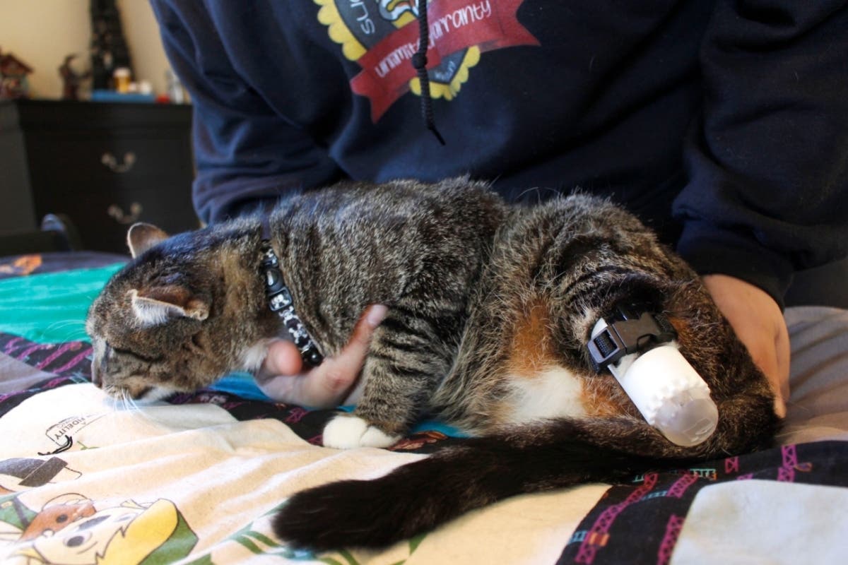 Adam Schofield handles his tabby cat named Sgt. Stubbs in his Oak Creek, Wis. apartment Friday, May 3, 2019. 