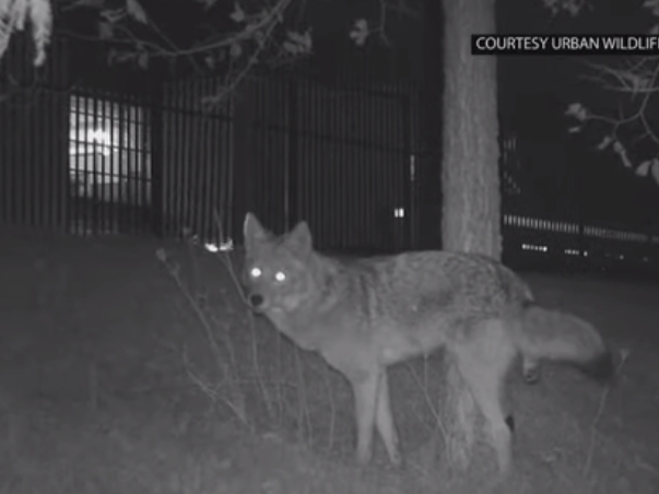 A small child and a 32-year-old man were reportedly attacked by a coyote this week in Chicago.