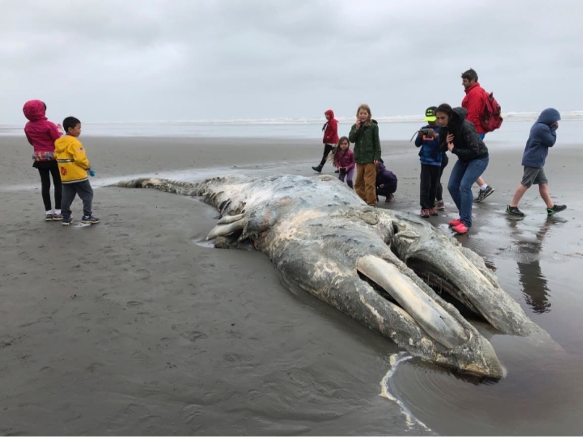  In this May 24, 2019, photo, teachers and students from Northwest Montessori School in Seattle examine the carcass of a gray whale after it washed up on the coast of Washington's Olympic Peninsula, just north of Kalaloch Campground.