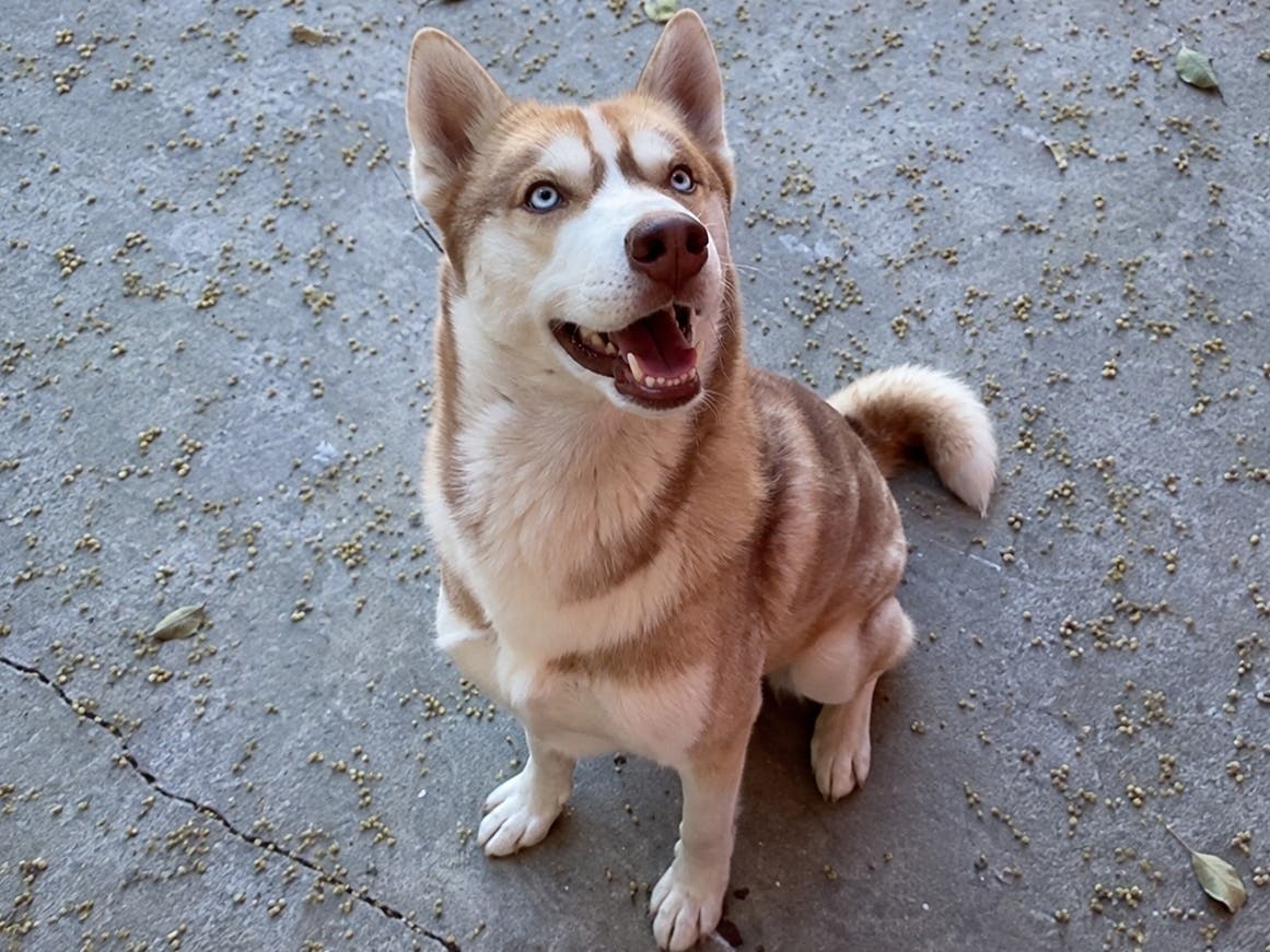 Ruso, a 9-year-old husky, was found dead in a Lynwood alley earlier this month, prompting an animal cruelty investigation and a public appeal for information.
