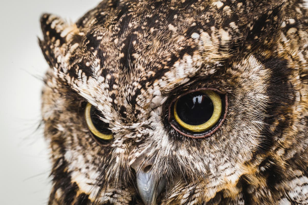https://patch.com/img/cdn20/users/22941961/20180509/103104/styles/raw/public/processed_images/shutterstock_1028245876-1525876114-8926.jpg