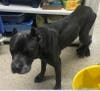 A starving Cane Corso was found abandoned with a leg injury last week behind a Seldon animal hospital.