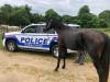 Oppie, a 30-year-old horse, escaped his enclosure Monday morning and was seen running on Sunrise Highway.