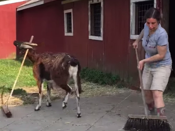 When a volunteer started sweeping at Lewis Oliver Farm Sanctuary in Northport, a goat grabbed a broomstick to "help."