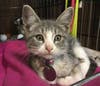 This tabby kitten, identified by her adoption number, H209759, is 11 weeks old. She was rescued locally.