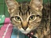 This 12-week-old female tabby was rescued out of West Virginia. Her adoption number is WV0468.