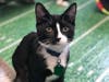 Richard Burke, a 5-month-old, was rescued locally and played in Cat Bowl II. His adoption number is H209878. He needs to be adopted with Chandler Bing.