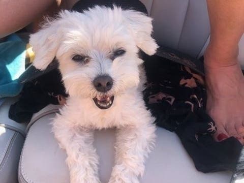 A reward is being offered for the safe return of this dog, who answers to the name Princess.