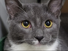 Dozens of animals rescued from the path of the deadly Hurricane Dorian are coming to Port Washington to find forever homes.